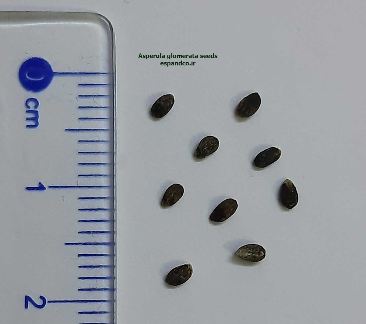  Asperula glomerata seeds 